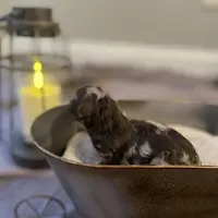 Brown Merle Phantom Girl, a female Poodle - Toy  for sale in Atlanta, GA – Photo 9 of 9