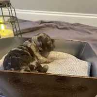 Brown Merle Phantom Girl, a female Poodle - Toy  for sale in Atlanta, GA – Photo 8 of 9