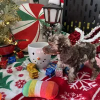 Brown Merle Phantom Girl, a female Poodle - Toy  for sale in Atlanta, GA – Photo 4 of 9