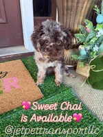 Brown Merle Phantom Girl, a female Poodle - Toy  for sale in Atlanta, GA – 2 of 10