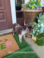 Brown Merle Phantom Girl, a female Poodle - Toy  for sale in Atlanta, GA – 3 of 10