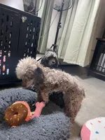 🐩 Retiring Female Toy Poodle, a female Poodle - Toy  for sale in Atlanta, GA – Photo 7 of 7