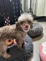 🐩 Retiring Female Toy Poodle, a female Poodle - Toy  for sale in Atlanta, GA – Photo 5 of 7