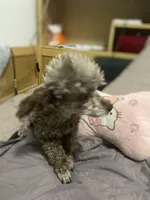 🐩 Retiring Female Toy Poodle, a female Poodle - Toy  for sale in Atlanta, GA – Photo 6 of 7