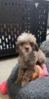 🐩 Retiring Female Toy Poodle, a female Poodle - Toy  for sale in Atlanta, GA – Photo 3 of 7