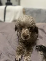 🐩 Retiring Female Toy Poodle, a female Poodle - Toy  for sale in Atlanta, GA – Photo 2 of 7