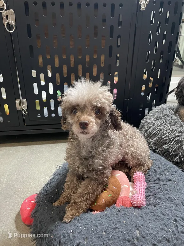 🐩 Retiring Female Toy Poodle, a female Poodle - Toy  for sale in Atlanta, GA – Photo 1 of 7