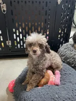 🐩 Retiring Female Toy Poodle, a female Poodle - Toy  for sale in Atlanta, GA – Photo 1 of 7