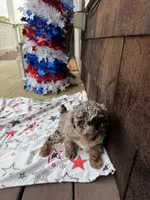  Chocolate-Based Merle Girl🤎, a female Poodle - Toy  for sale in Atlanta, GA – 3 of 10