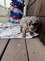  Chocolate-Based Merle Girl🤎, a female Poodle - Toy  for sale in Atlanta, GA – 4 of 10