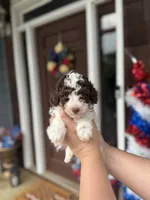 Brown Parti Boy🤎🤍, a male Poodle - Toy  for sale in Atlanta, GA – 2 of 10