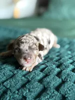  Chocolate-Based Merle Girl🤎, a female Poodle - Toy  for sale in Atlanta, GA – 7 of 10