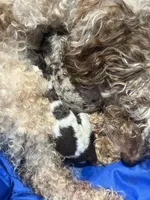 Tiny Chocolate Parti Boy🤎🤍, a male Poodle - Toy  for sale in Atlanta, GA – 2 of 2