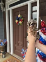  Chocolate-Based Merle Girl🤎, a female Poodle - Toy  for sale in Atlanta, GA – 5 of 10