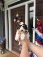 Brown Parti Boy🤎🤍, a male Poodle - Toy  for sale in Atlanta, GA – 3 of 10