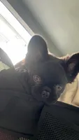 Tapioca Peal, a female French Bulldog for sale in Little Elm, TX – 2 of 3
