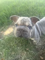Baby Bop, a female French Bulldog for sale in Little Elm, TX – 2 of 3