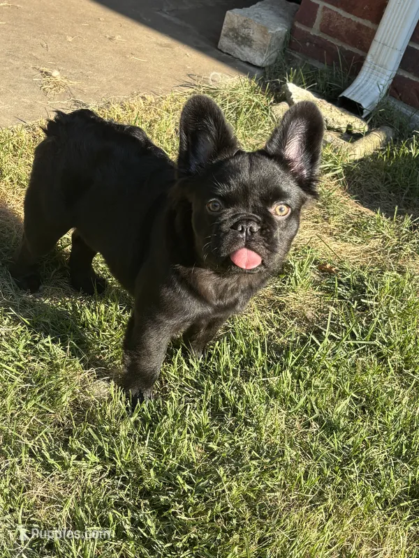 Tapioca Peal – French Bulldog puppy for sale in Little Elm, TX