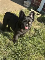 Tapioca Peal, a female French Bulldog for sale in Little Elm, TX – 1 of 3