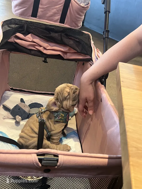 Baby Bop – French Bulldog puppy for sale in Little Elm, TX