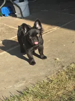 Tapioca Peal, a female French Bulldog for sale in Little Elm, TX – 3 of 3