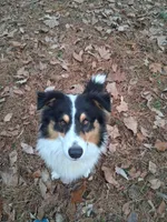 Floyd, a male Australian Shepherd and Collie for sale in West Plains, MO – 3 of 7
