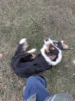 Floyd, a male Australian Shepherd and Collie for sale in West Plains, MO – 2 of 7