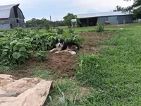 Floyd, a male Australian Shepherd and Collie for sale in West Plains, MO – 7 of 7