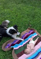 Floyd, a male Australian Shepherd and Collie for sale in West Plains, MO – 5 of 7
