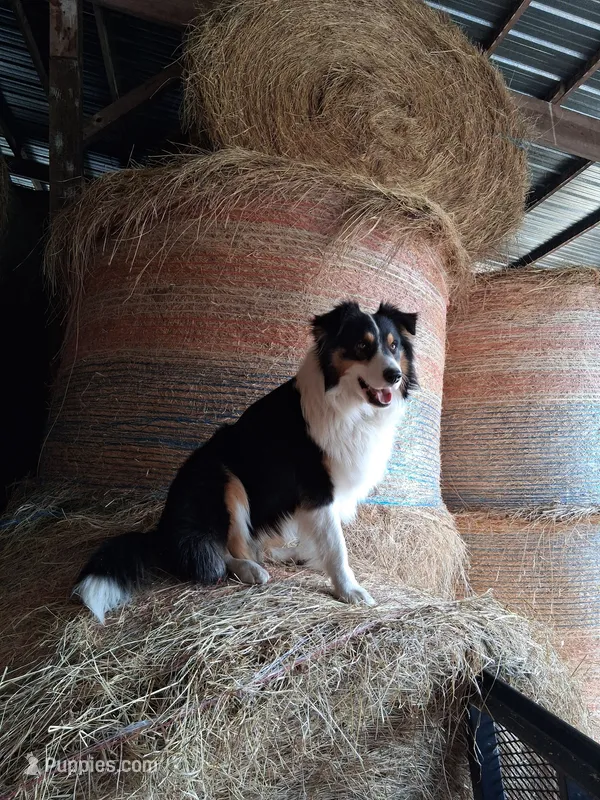 Floyd – Australian Shepherd, Collie puppy for sale in West Plains, MO