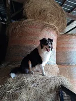 Floyd, a male Australian Shepherd and Collie for sale in West Plains, MO – 1 of 7