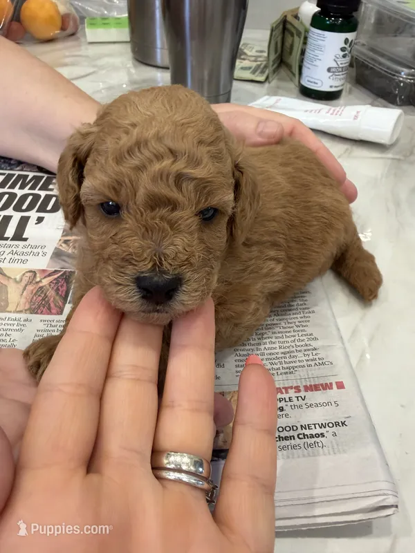 Tommy – Poodle - Toy  puppy for sale in Fresh Meadows, NY