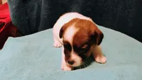 Hershey, a female Jack Russell Terrier for sale in Siler City, NC – 7 of 7