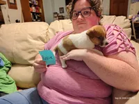 Rosie, a female Jack Russell Terrier for sale in Siler City, NC – 3 of 6