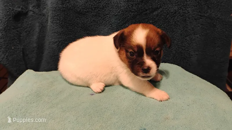 Hershey – Jack Russell Terrier puppy for sale in Siler City, NC