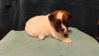 Hershey, a female Jack Russell Terrier for sale in Siler City, NC – 1 of 7