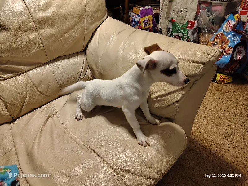 Misty – Jack Russell Terrier puppy for sale in Siler City, NC