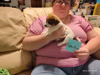 Sparkie, a male Jack Russell Terrier for sale in Siler City, NC – 8 of 8