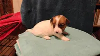 Sugar, a female Jack Russell Terrier for sale in Siler City, NC – 7 of 10