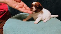 Hershey, a female Jack Russell Terrier for sale in Siler City, NC – 6 of 7