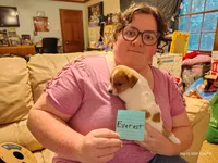 Everest, a male Jack Russell Terrier for sale in Siler City, NC – 2 of 6