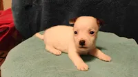 Orion, a male Jack Russell Terrier for sale in Siler City, NC – 1 of 10