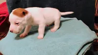 Finn, a male Jack Russell Terrier for sale in Siler City, NC – 5 of 8