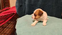 Breezy, a female Jack Russell Terrier for sale in Siler City, NC – 3 of 10