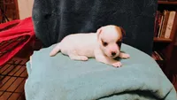 Breezy, a female Jack Russell Terrier for sale in Siler City, NC – 8 of 10