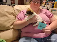 Sparkie, a male Jack Russell Terrier for sale in Siler City, NC – 5 of 8