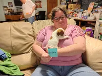 Goldie, a female Jack Russell Terrier for sale in Siler City, NC – 8 of 10