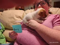 Henry, a male Jack Russell Terrier for sale in Siler City, NC – 8 of 9