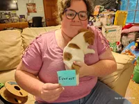 Everest, a male Jack Russell Terrier for sale in Siler City, NC – 6 of 6