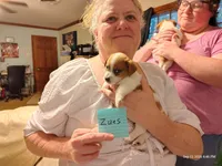 Zues, a male Jack Russell Terrier for sale in Siler City, NC – 4 of 4